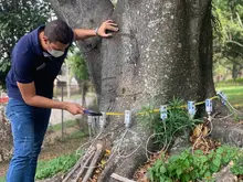 Cali, líder nacional en tecnologías para el cuidado del arbolado