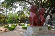 Gato del Rio