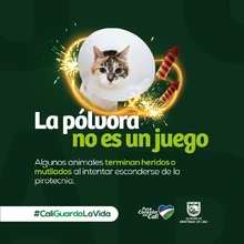 Celebrar con responsabilidad es el llamado del Dagma a los hinchas del América de Cali 