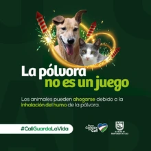 Celebrar con responsabilidad es el llamado del Dagma a los hinchas del América de Cali 