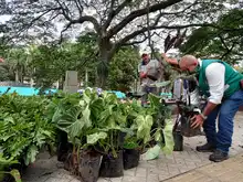 El corredor del río Cali reverdece y florece como un solo jardín