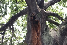 Ceiba de la avenida 4 norte goza de buena salud: DAGMA