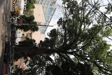 Ceiba de la avenida 4 norte goza de buena salud: DAGMA