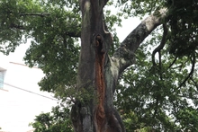 Ceiba de la avenida 4 norte goza de buena salud: DAGMA