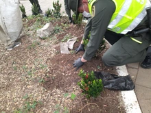 Jornada de embellecimiento ambiental en el Parque de El Ingenio cumplió el Dagma