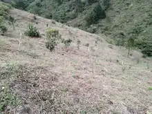 Infraestructura monitorea la compensación arbórea de las ‘Obras del Sur’