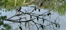 Caleños se siguen gozando el mes humedales,  esta vez visitaron Charco Azul 