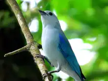 Con avistamiento de aves, habitantes de Meléndez se apropian de su territorio