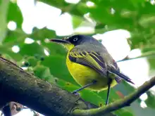 Con avistamiento de aves, habitantes de Meléndez se apropian de su territorio