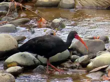 Con avistamiento de aves, habitantes de Meléndez se apropian de su territorio