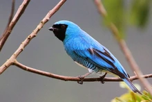 Con avistamiento de aves, habitantes de Meléndez se apropian de su territorio