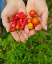 Huerta en casa, una alternativa de agricultura Urbana