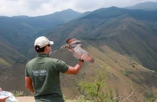 En 24 horas Dagma rescató y liberó una osa melera