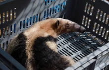 En 24 horas Dagma rescató y liberó una osa melera