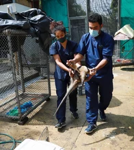 En 24 horas Dagma rescató y liberó una osa melera