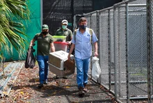 En 24 horas Dagma rescató y liberó una osa melera