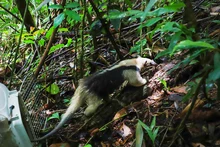 En 24 horas Dagma rescató y liberó una osa melera