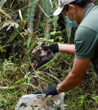 En 24 horas Dagma rescató y liberó una osa melera