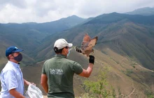En 24 horas Dagma rescató y liberó una osa melera
