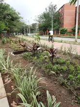 Vivero Distrital siembra vida con puro corazón