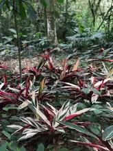 Orquídeas y bromelias decomisadas por Dagma serán exhibidas en el Zoológico y en el próximo Jardín Botánico de Cali 