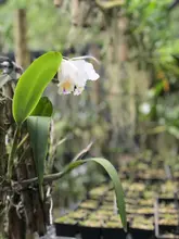 Orquídeas y bromelias decomisadas por Dagma serán exhibidas en el Zoológico y en el próximo Jardín Botánico de Cali 
