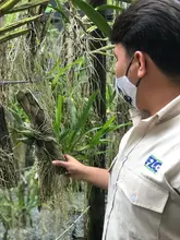 Orquídeas y bromelias decomisadas por Dagma serán exhibidas en el Zoológico y en el próximo Jardín Botánico de Cali 