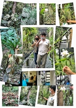 Orquídeas y bromelias decomisadas por Dagma serán exhibidas en el Zoológico y en el próximo Jardín Botánico de Cali 