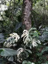 Orquídeas y bromelias decomisadas por Dagma serán exhibidas en el Zoológico y en el próximo Jardín Botánico de Cali 
