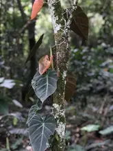 Orquídeas y bromelias decomisadas por Dagma serán exhibidas en el Zoológico y en el próximo Jardín Botánico de Cali 