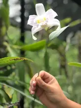 Orquídeas y bromelias decomisadas por Dagma serán exhibidas en el Zoológico y en el próximo Jardín Botánico de Cali 