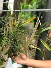 Orquídeas y bromelias decomisadas por Dagma serán exhibidas en el Zoológico y en el próximo Jardín Botánico de Cali 
