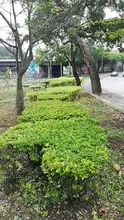 Embellecimiento de jardines con puro corazón