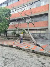 Dagma atiende emergencias arbóreas por lluvias