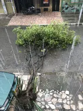 Dagma atiende emergencias arbóreas por lluvias