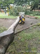 Dagma atiende emergencias arbóreas por lluvias