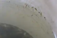 En vía a Cristo Rey, Salud Pública hace control a criaderos del zancudo transmisor del dengue 