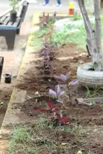 Siembra masiva de plantas ornamentales en el parque recreativo Cien Palos