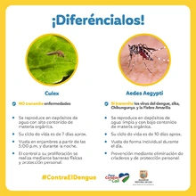 ¿Conoces al Aedes aegypti? Aquí te contamos cómo identificarlo y el peligro que representa