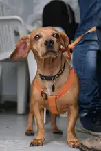 Se realizó jornada de salud animal promoviendo territorios de sana convivencia interespecie