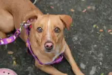 Se realizó jornada de salud animal promoviendo territorios de sana convivencia interespecie