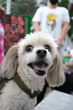Se realizó jornada de salud animal promoviendo territorios de sana convivencia interespecie