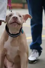Se realizó jornada de salud animal promoviendo territorios de sana convivencia interespecie