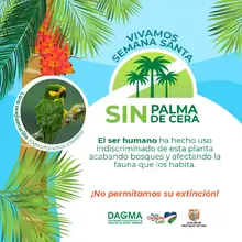 Dagma invita a un ‘Domingo de Ramos’ sin Palma de Cera