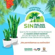 Dagma invita a un ‘Domingo de Ramos’ sin Palma de Cera