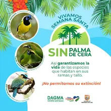 Dagma invita a un ‘Domingo de Ramos’ sin Palma de Cera