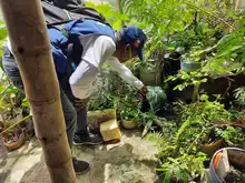 En 2021 se han presentado 2164 casos de dengue en Cali