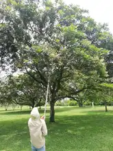 Vivero Distrital, custodios y guardianes de semillas en Cali