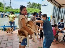 Con medidas de bioseguridad para prevenir el contagio de Covid, se desarrolló jornada de salud animal 