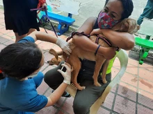 Con medidas de bioseguridad para prevenir el contagio de Covid, se desarrolló jornada de salud animal 